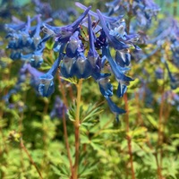 Corydalis  'Craigton Blue'